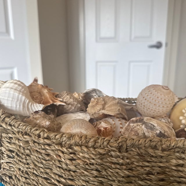 Tan Noah’s Ark Coastal Centerpiece: Woven Boat Basket Overfilled With Sea Shells For Sale - Image 8 of 11