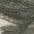 After Lilian Medland, Gannet, Immature, 1909, Print For Sale - Image 6 of 9