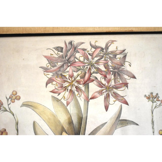 Basilius Besler Botanical Engravings - a Pair For Sale - Image 10 of 13