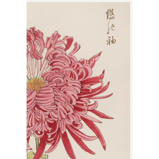 Japanese Pink Chrysanthemum by Hasegawa, Vintage Japanese Botanical Art Print, 36" X 54" For Sale - Image 3 of 9