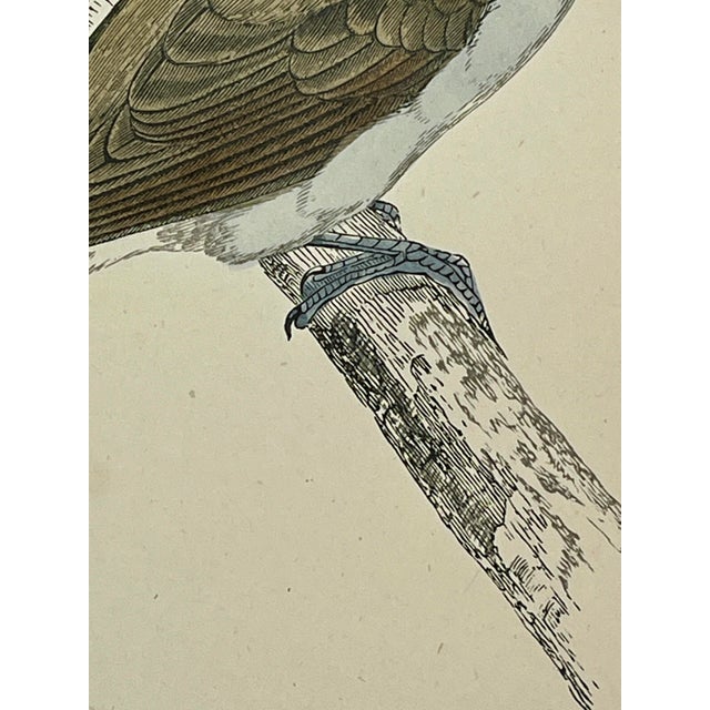 Cream Antique Hand Tinted Bird Print From England Featuring a Brown & Gray Yellow-Billed Cuckoo - Circa 1888 For Sale - Image 8 of 10