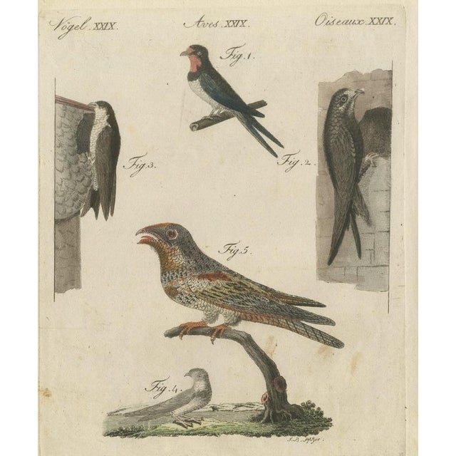 Bertuch, Swallows, Swifts and Nightjar, 1805, Print For Sale - Image 12 of 12