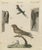 Bertuch, Swallows, Swifts and Nightjar, 1805, Print For Sale - Image 12 of 12