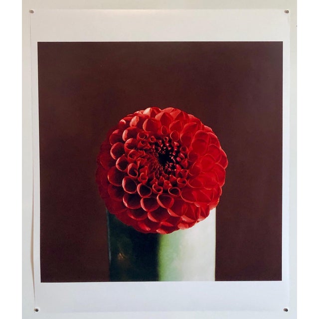2000 - 2009 Peter C. Jones 1, Red Dahlia Flower Large Format Photo 24X20 Color Photograph Beach House RI, 2004 For Sale - Image 5 of 5