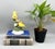 A cheerful Italian ceramic figurine featuring two bright yellow birds perched on a branching tree adorned with green...