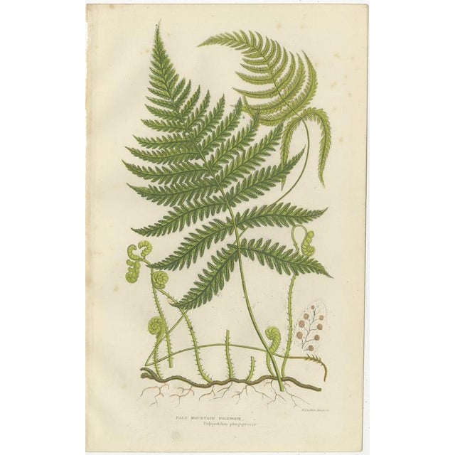 Rush and Sedge Plants – Victorian Botanical Prints, 1873 : This final set presents two complementary rush and sedge forms...