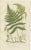 Rush and Sedge Plants – Victorian Botanical Prints, 1873 : This final set presents two complementary rush and sedge forms...