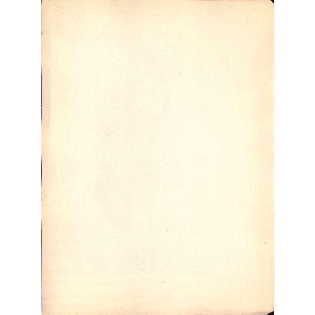 Traditional Mid 20th Century Washington Hesing Ex P.M. By Carlo De Fornaro Reproduction Print For Sale - Image 3 of 3