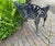 Late 19th Century Cast Iron Laurel Griffin Garden Chair Bench For Sale - Image 12 of 12