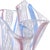 Murano Murano Fazzoletto White Pink Blue Ribbons Italian Art Glass Handkerchief Flower Vanity Vase For Sale - Image 4 of 6