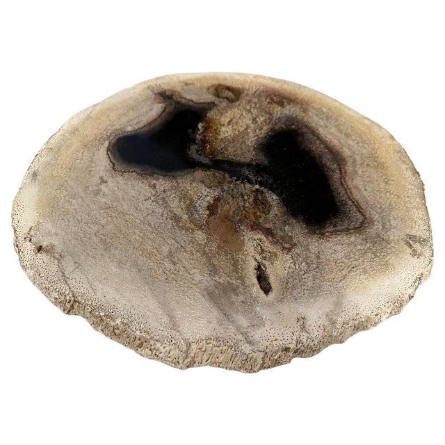 Beautiful contrasting colors on this stunning palm petrified wood slab. Polished on both sides. Perfect as a place holder...