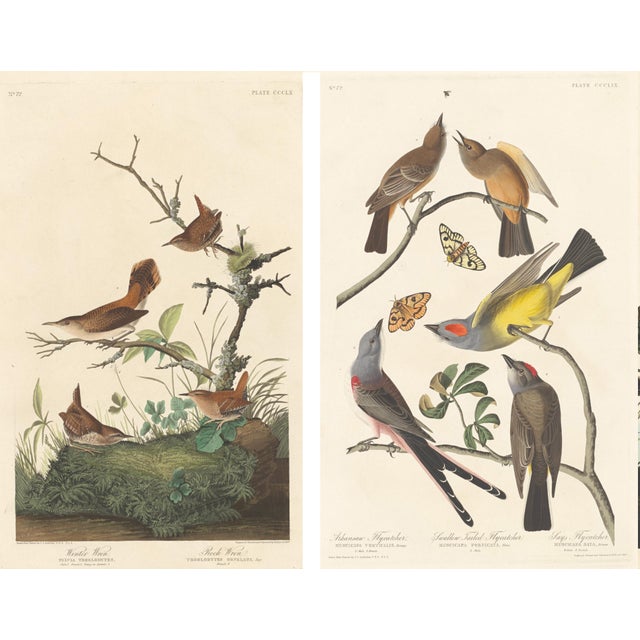 Collection of 4 Vintage 1966 John James Audubon Bird Reproduction Prints 8.5" X 12.75" For Sale - Image 15 of 17