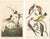 Collection of 4 Vintage 1966 John James Audubon Bird Reproduction Prints 8.5" X 12.75" For Sale - Image 15 of 17