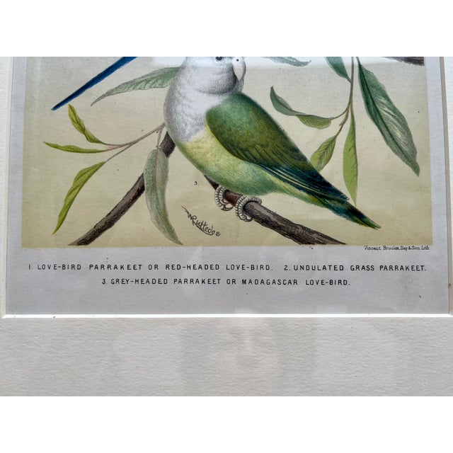 Wood Framed “Parakeets” Bird Lithographs - a Pair by John Cassell For Sale - Image 7 of 12