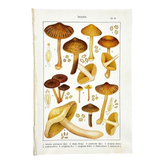 Original Antique 19th C Colored Lithograph Mushrooms Fungi Inocybe Species by Carl Gustav Jablonsky For Sale