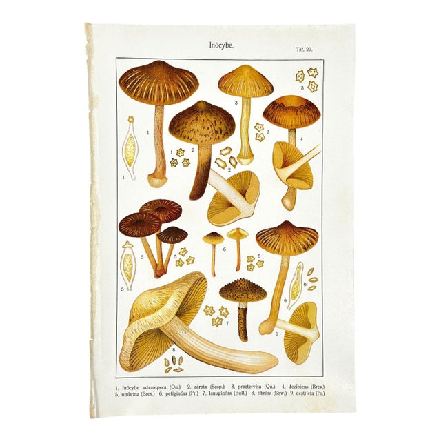 Original Antique 19th C Colored Lithograph Mushrooms Fungi Inocybe Species by Carl Gustav Jablonsky For Sale