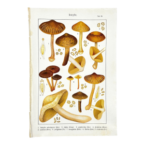 Original Antique 19th C Hand Colored Lithograph Mushrooms Fungi Inocybe Species by Carl Gustav Jablonsky