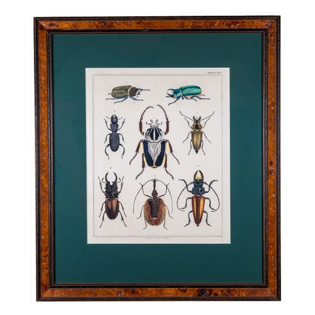 Early 20th Century Hand Painted Insect Species Lithographs, Framed - a Pair For Sale - Image 4 of 6