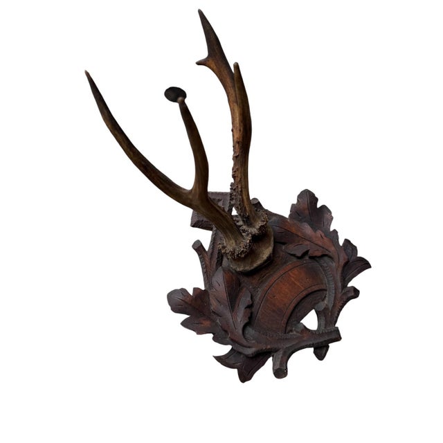 Cabin Roe Deer Trophy 110 Black Forest Antlers For Sale - Image 3 of 5