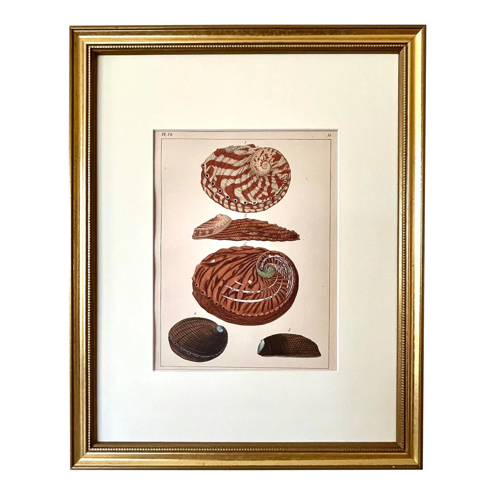 Original Antique Lithograph of Abalone Sea Shells by F. H. Martini 1837