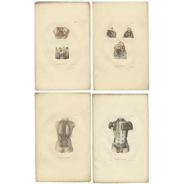 Anatomy Illustrations of Angiology, 1839, Prints, Set of 14 For Sale - Image 3 of 5