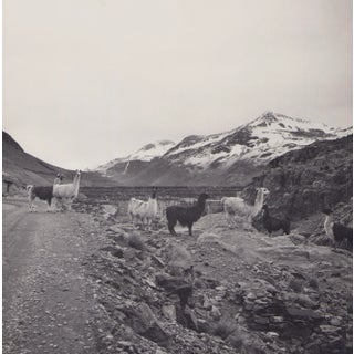 Hanna Seidel, Bolivia, Alpacas, 1960s, Black & White Photography For Sale