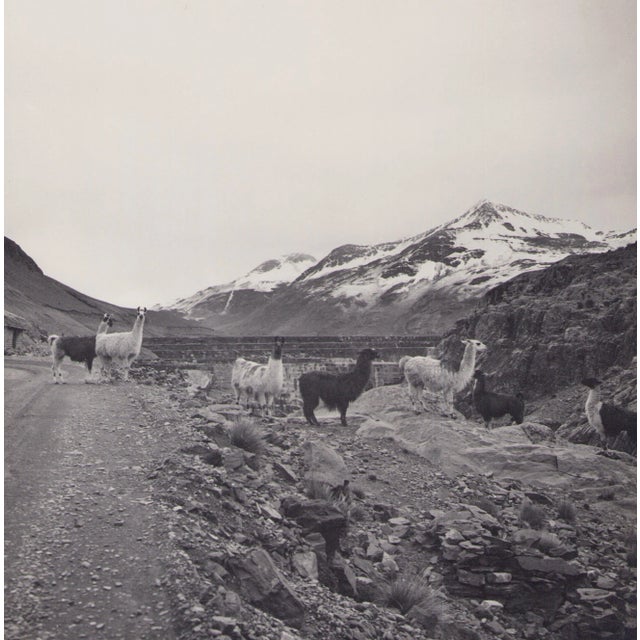 Hanna Seidel, Bolivia, Alpacas, 1960s, Black & White Photography For Sale