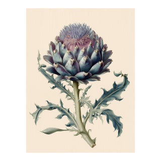 Botanical Study of Cardoon (Cynara Cardunculus) — Antique Botanical Fine Art Print For Sale