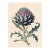 Botanical Study of Cardoon (Cynara Cardunculus) — Antique Botanical Fine Art Print For Sale