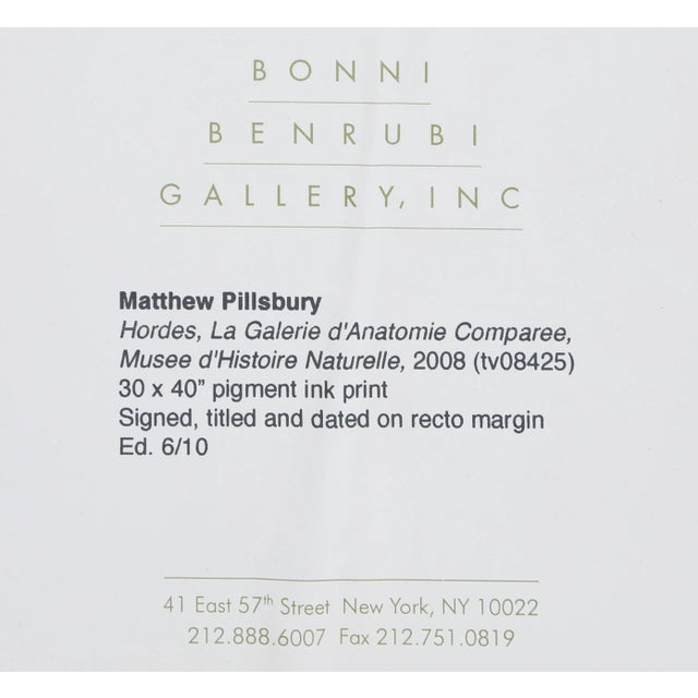 Matthew Pillsbury, Hordes, La Galerie d'Anatomie Comparée, Musée d'Histoire Naturelle, Pigment Ink Print For Sale In New York - Image 6 of 7