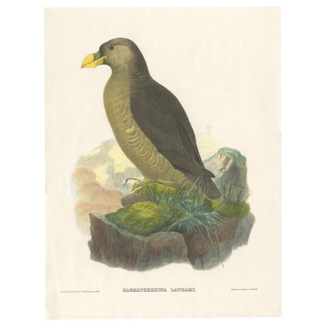 Antique bird print titled 'Sagmatorrhina Lathami'. Old bird print depicting Latham's Guillemot. This print originates from...