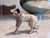 Animal Skin 1900s Borzoi Bru Kestner Jumeau Bleuette Fashion Doll Germany Label 4” Fur Salon Dog For Sale - Image 7 of 8