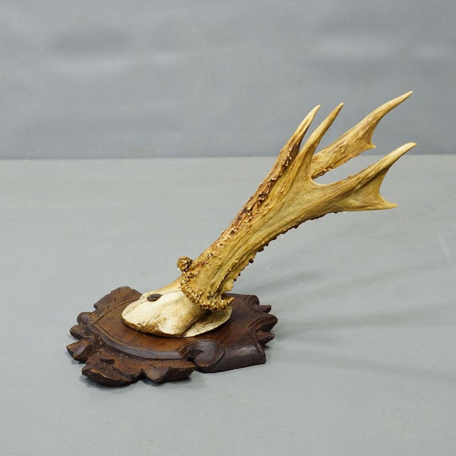 Antique Set of Black Forest Roe Deer Trophies, Germany ca. 1890s/1900s An elegant ensemble of six antique roe deer...