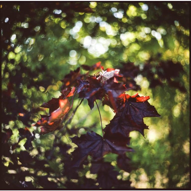 Paul Cooklin, Maple Leaves Bokeh, Photograph For Sale