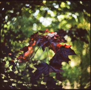 Paul Cooklin, Maple Leaves Bokeh, Photograph
