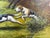 Huge Equestrian Fox Hunt Oil Painting, English Hunting Scene Art, Framed, Signed For Sale - Image 9 of 15