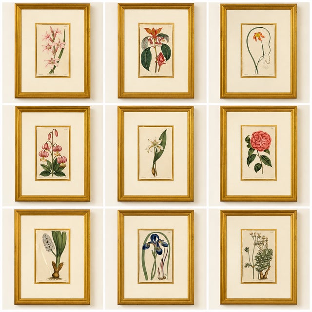 Botanical Set of 9 in Gold Leaf Gesso Mat by Curtis, 1842 (Framed) For Sale - Image 14 of 14