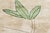 Beige Modern Tibetan ‘Bamboo’ Botanical Silk & Wool Rug by Doris Leslie Blau For Sale - Image 8 of 9