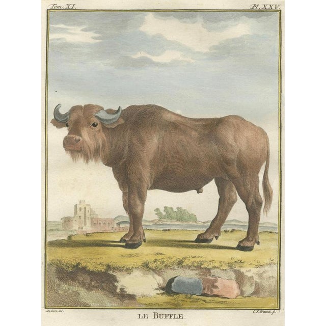 Paper After Jacques de Sève, Buffalo, 1769, Hand-Coloured Engraving For Sale - Image 7 of 9