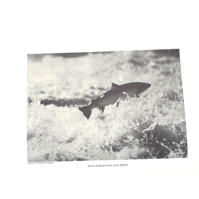Paper "Atlantic Salmon Fishing" 1985 Phair, Charles For Sale - Image 7 of 12