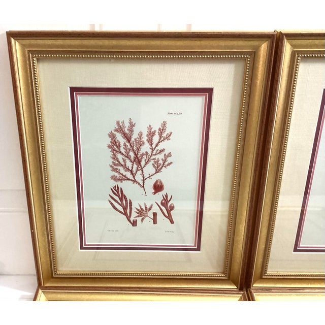Early 21st Century Set of 4 William Henry Harvey Seaweed For Sale - Image 5 of 12
