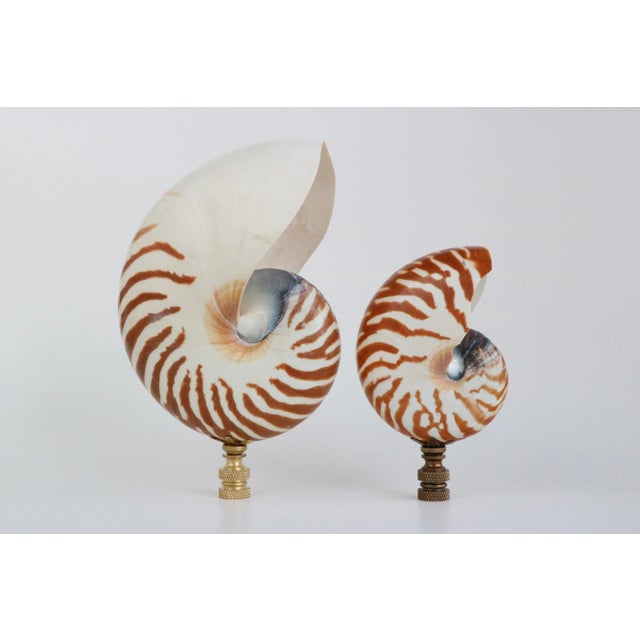 Tiger Seashell Lamp Finial on Brass Hardware For Sale In Madison - Image 6 of 6