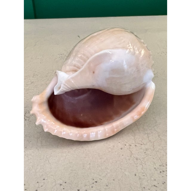Tan Vintage Carved Scotch Bonnet Seashell With Dolphins For Sale - Image 8 of 8