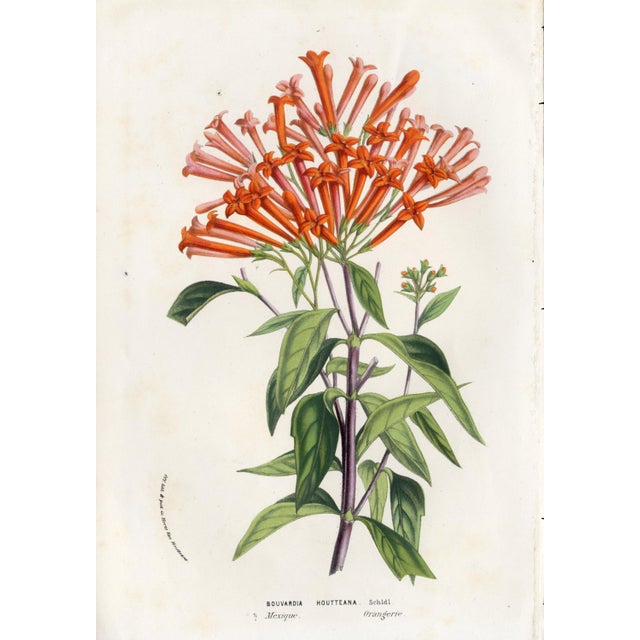 14 Van Houtte Botanicals! Hand Color c.1853 Set A For Sale - Image 9 of 15