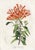 14 Van Houtte Botanicals! Hand Color c.1853 Set A For Sale - Image 9 of 15