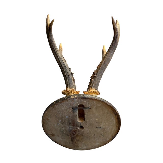 1900 - 1909 Roe Deer Trophy 75 Black Forestt Antlers Mount Circa 1903 For Sale - Image 5 of 5