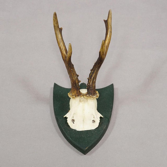 Set of Six Roe Deer Trophies on Wooden Plaques Salem Germany Ca. 1900s For Sale - Image 6 of 9