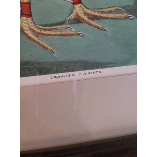 Late 19th Century Rooster-Late 19th Century Cr Stock Lithograph - Cockerel Rooster - Set of 2 For Sale - Image 5 of 7