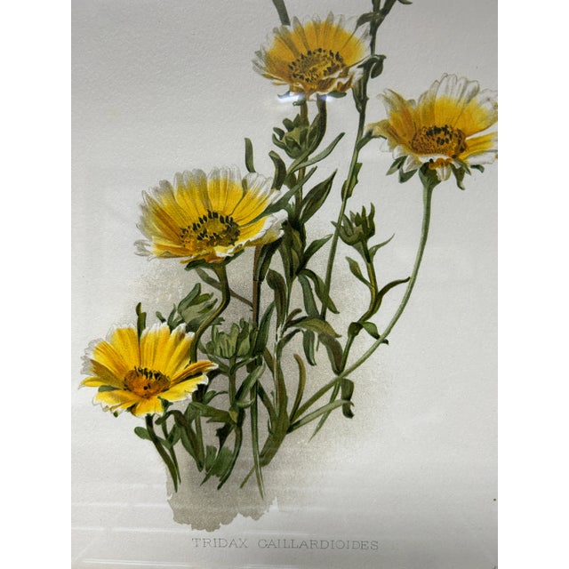 1900 - 1909 Antique Botanical Print Tridax Gaillardioides Original 1904 Print, Framed For Sale - Image 5 of 12