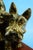 Carmelo Ganci, Scottish Terrier Dog Sculpture, Ceramic For Sale - Image 15 of 18